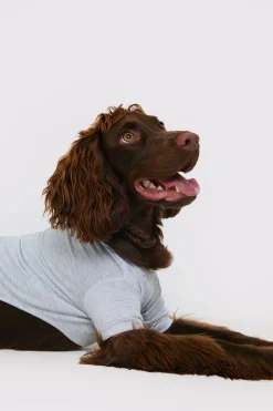 Hot In The Style Plain Jersey Dog PJ Grey